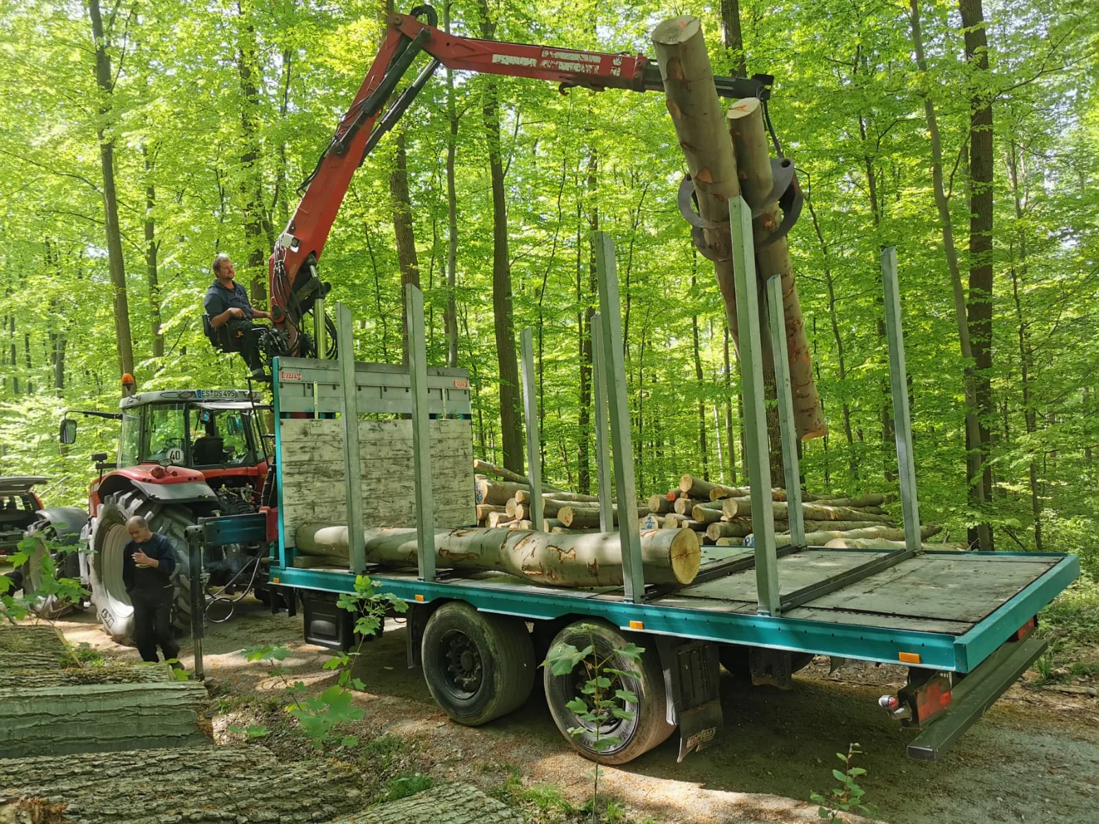 Rückewagen mit Langholz im Buchenwald